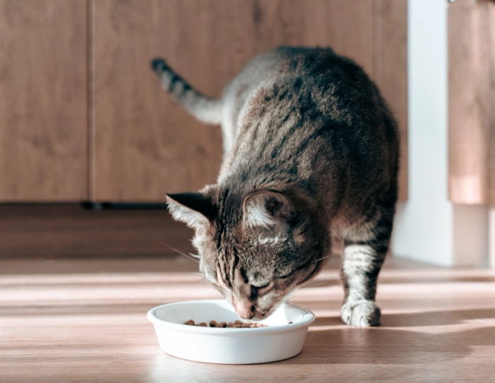 貓飼料成分分析