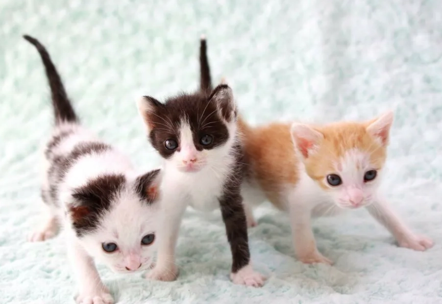 幼貓訓練 幼貓訓練