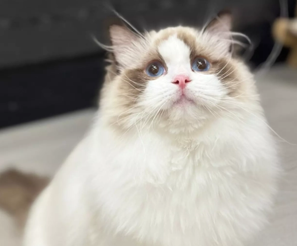 貓品種個性大解析：從黏人到獨立，找到最適合你的貓室友