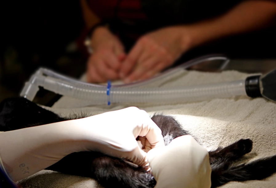 猫咪结扎后心情低落？兽医师教你5招安抚术，让毛孩快速恢复