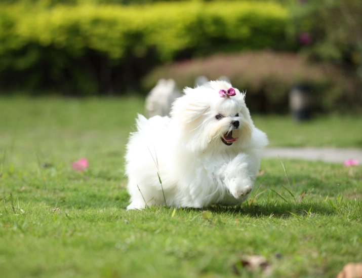 马尔济斯饲养方法