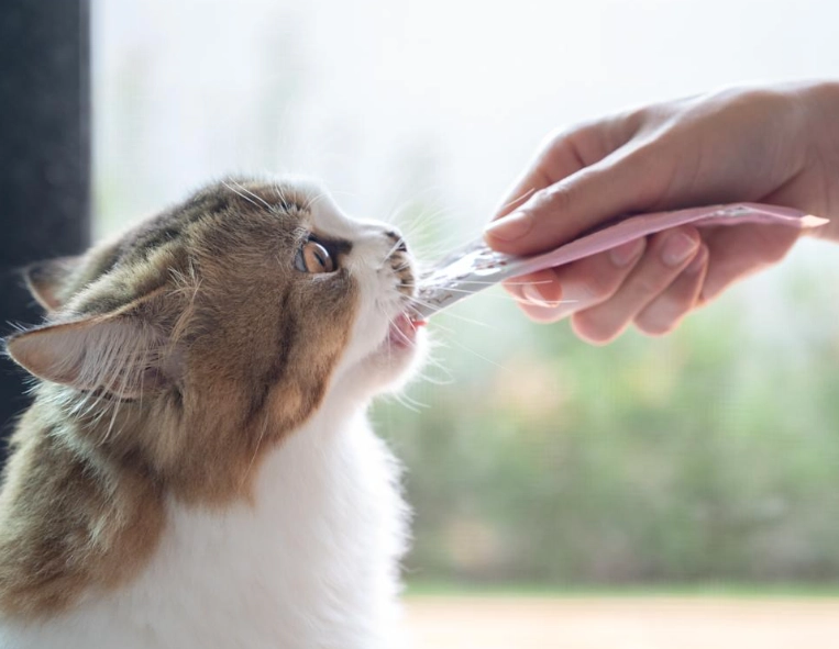 貓咪一天吃多少