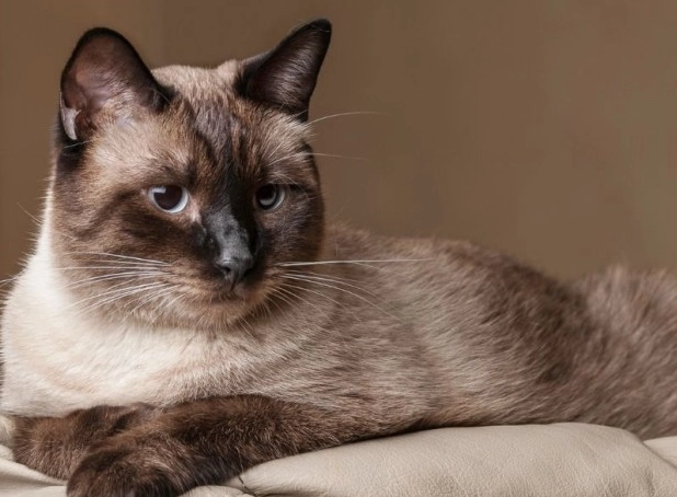 暹羅貓髮色全解析：重點色基因、毛色變化與飼養照顧指南