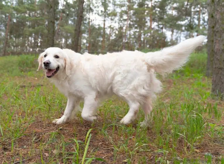 奶油色黃金獵犬價格 奶油色黃金獵犬價格
