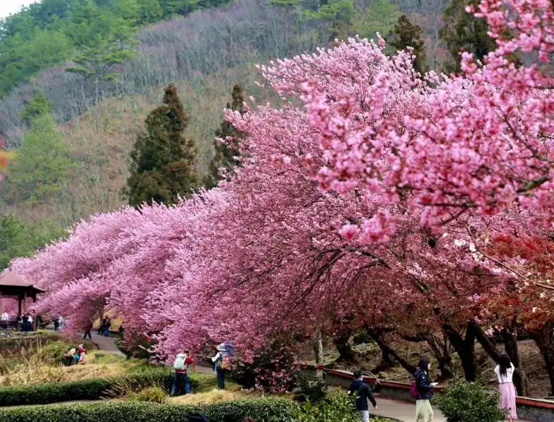武陵農場櫻花 武陵農場櫻花