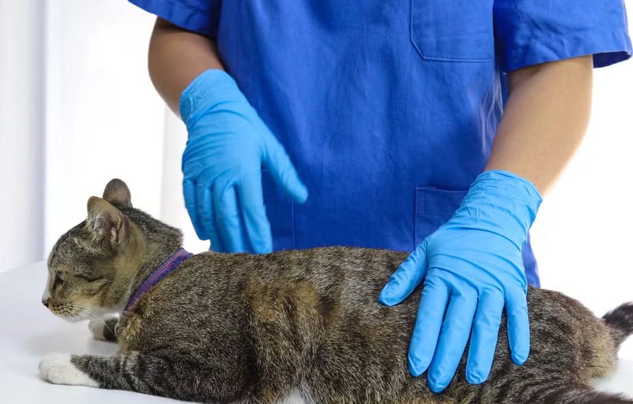 公貓結紮傷口護理