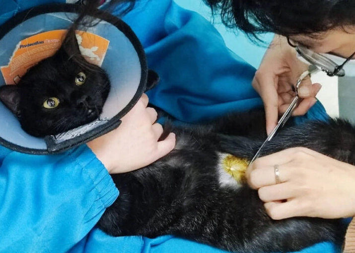 貓咪結紮後照顧