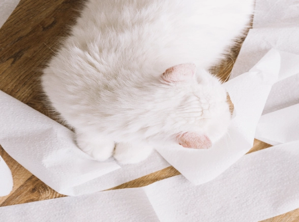 貓咪膀胱炎治療 貓咪膀胱炎治療