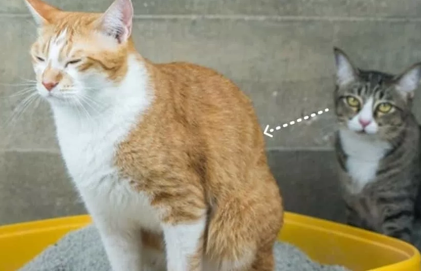 貓咪膀胱炎治療 貓咪膀胱炎治療