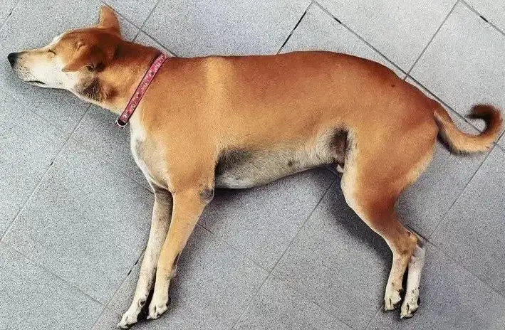 狗狗去世後拍照 狗狗去世後拍照