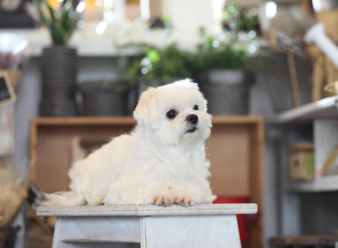 马尔济斯犬优缺点