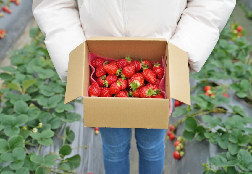 內湖採草莓 內湖採草莓