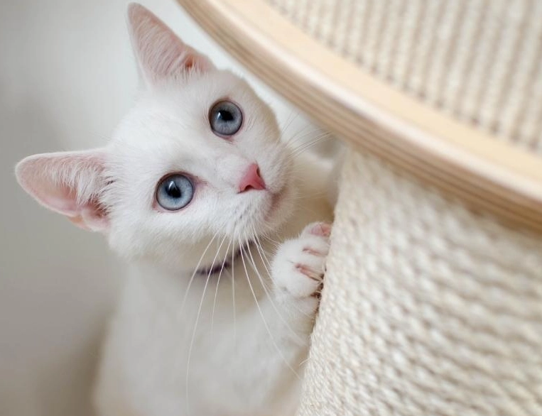 貓咪膀胱炎治療 貓咪膀胱炎治療