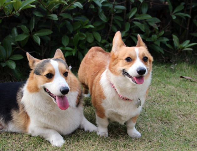 如何延長柯基壽命