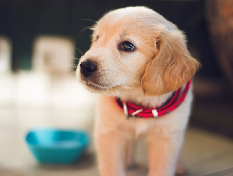 狗狗過世拍照 狗狗過世拍照