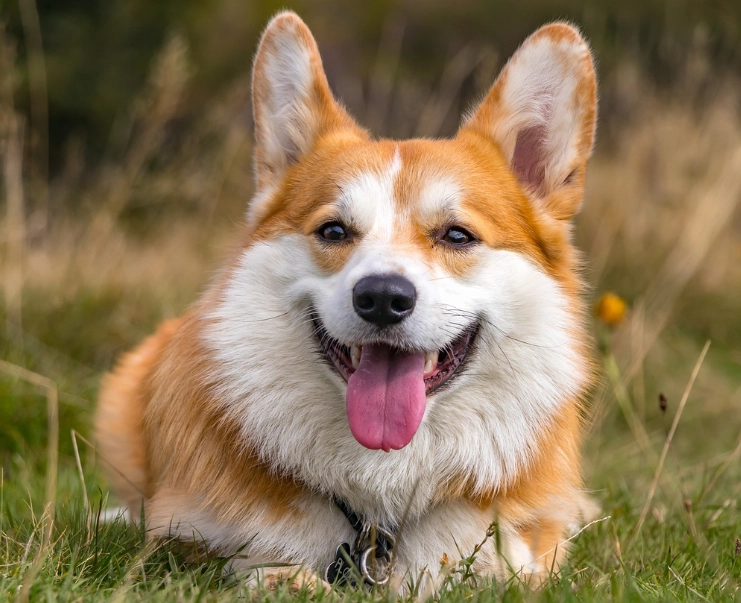 柯基犬平均壽命