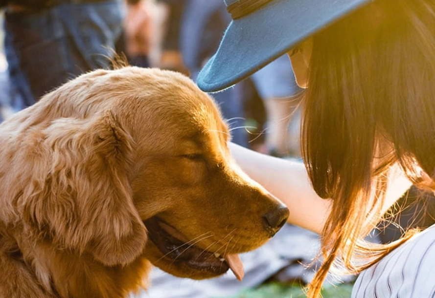 狗狗去世後拍照 狗狗去世後拍照