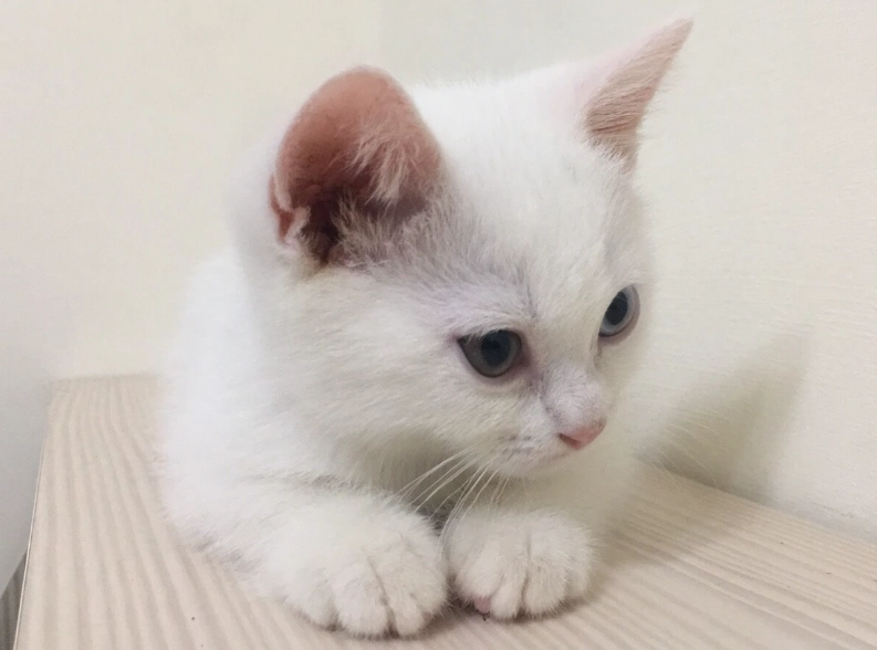 幼貓疫苗 幼貓疫苗