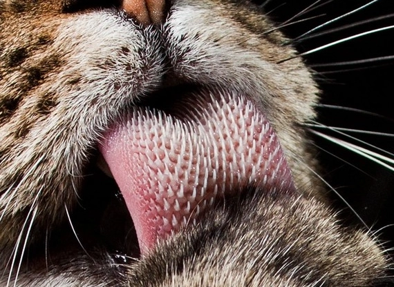 猫舌头收不回去原因