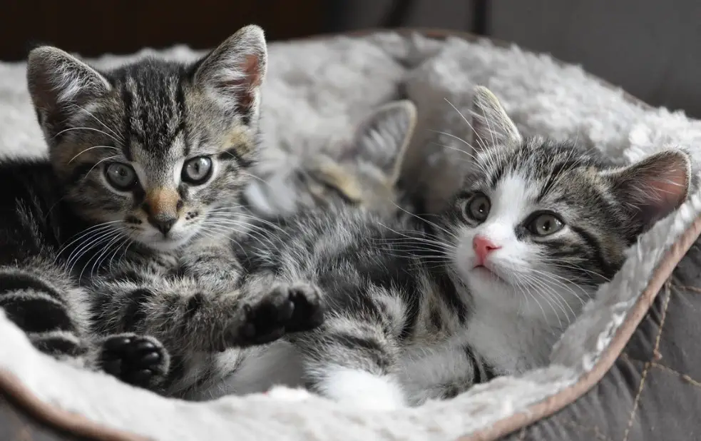 幼貓飲食 幼貓飲食