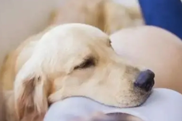 狗狗過世可以拍照嗎？寵物紀念攝影的意義與實用指南