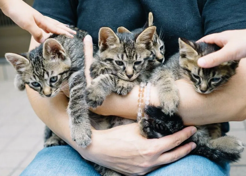 幼貓訓練 幼貓訓練