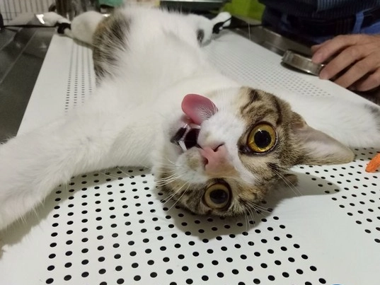 貓咪結紮後照顧