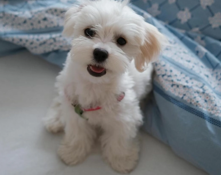 马尔济斯好养吗？优缺点、照顾技巧与真实经验分享