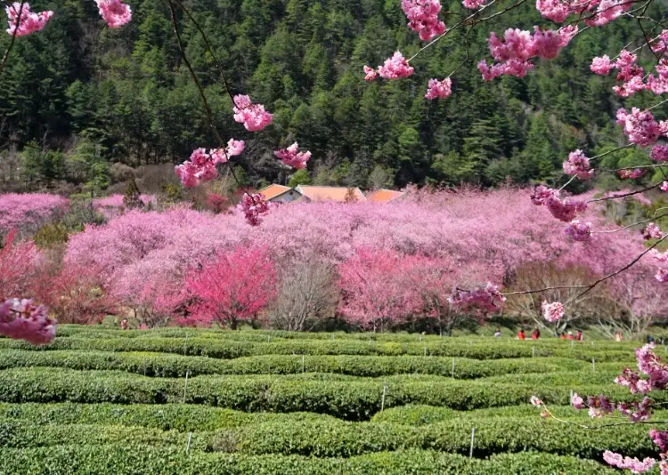 武陵農場櫻花 武陵農場櫻花
