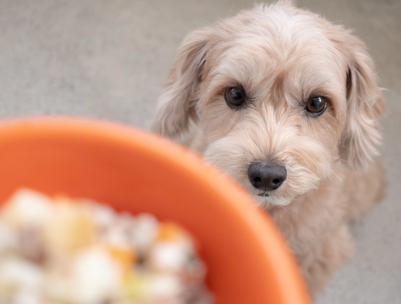 狗狗食譜全攻略：自製健康餐點秘訣、常見錯誤與實用配方