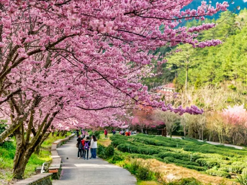 武陵農場櫻花季攻略：賞櫻路線、交通住宿與必拍景點一次掌握