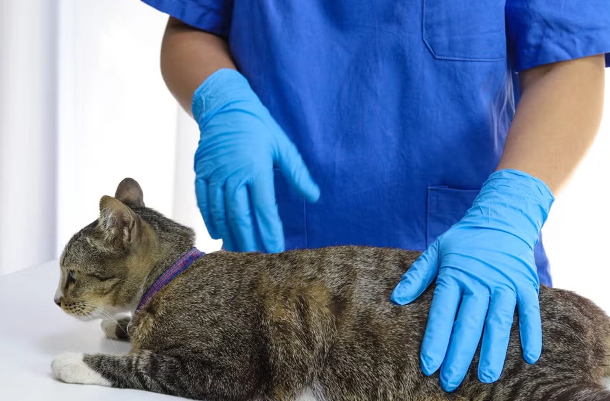 猫咪结扎心情不好