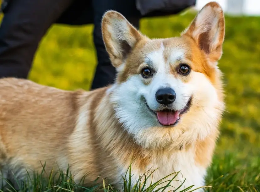 如何延長柯基壽命