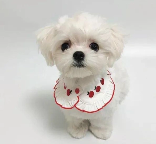 马尔济斯好养吗