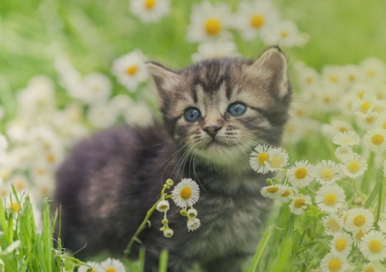 4個月幼貓照顧全攻略｜飲食、疫苗、行為訓練新手必讀
