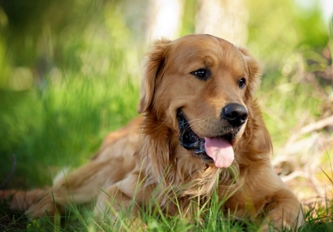 奶油色黃金獵犬價格 奶油色黃金獵犬價格