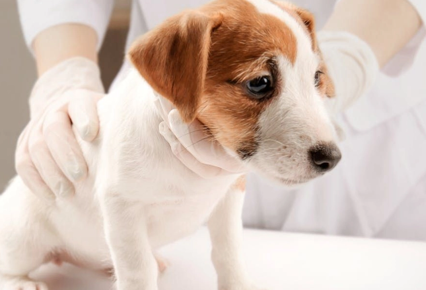 狗狗發燒原因全解析：從判別、處理到預防的完整指南