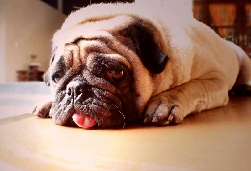 狗體溫過高 狗體溫過高