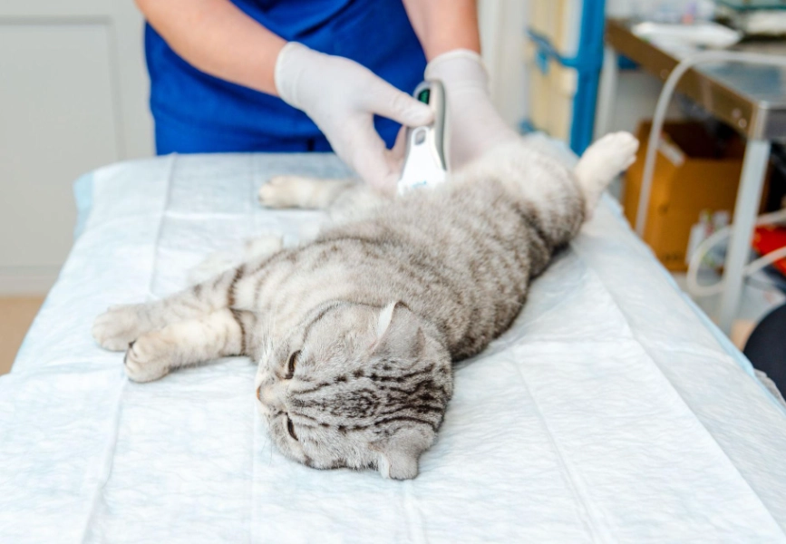 公貓結紮傷口照護全攻略：從結痂到癒合的完整指南