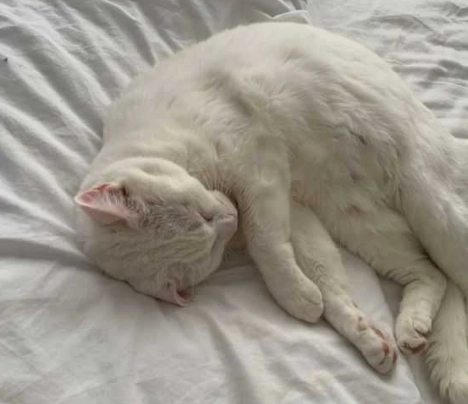 貓咪親密行為 貓咪親密行為