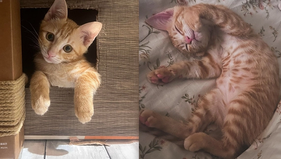 貓咪睡覺習慣 貓咪睡覺習慣