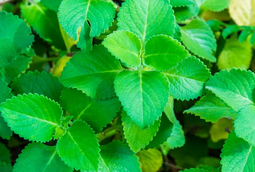 左手香煮水功效 左手香煮水功效