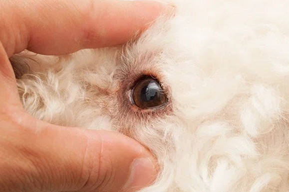 狗眼睛視網膜手術費用