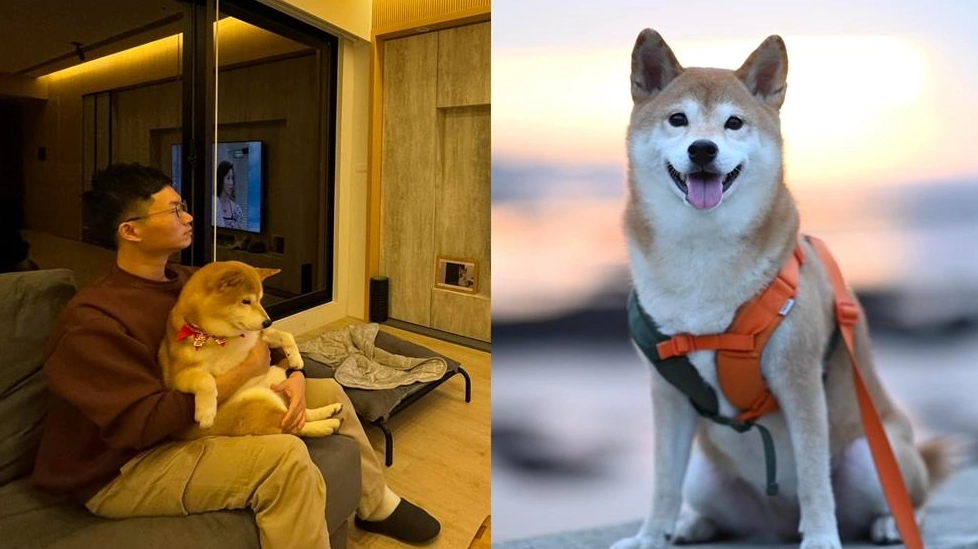 狗狗視網膜剝離症狀