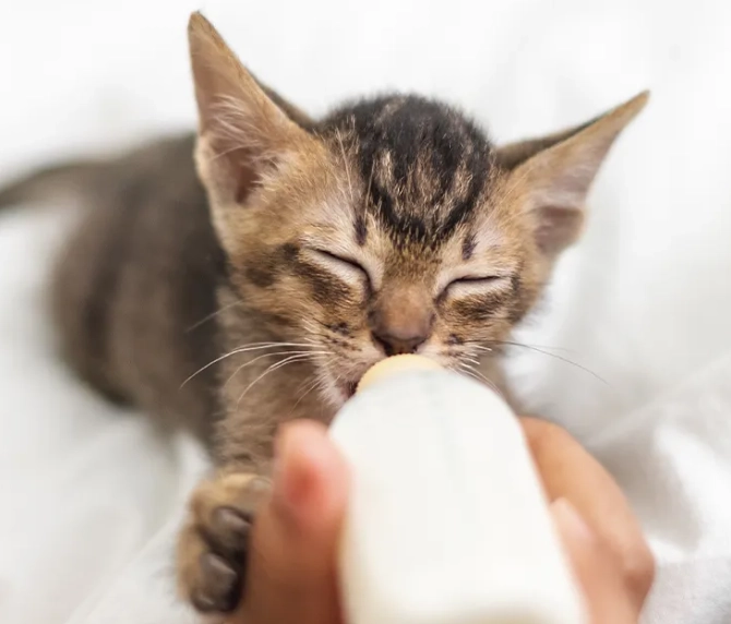 貓大便健康圖鑑