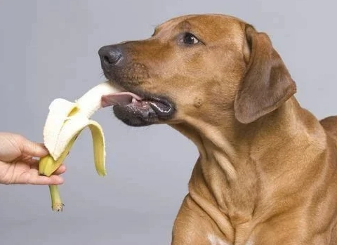 幼犬飲食指南 幼犬飲食指南