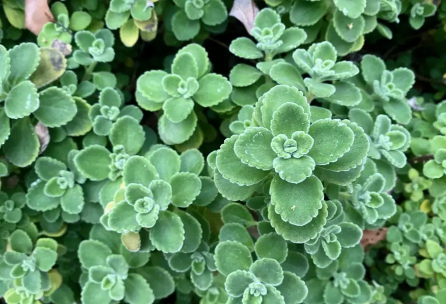 左手香煮水喝功效全解析：從種植到煮法，一次搞懂正確飲用方式