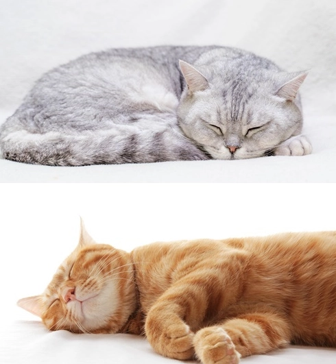 貓咪親密行為 貓咪親密行為