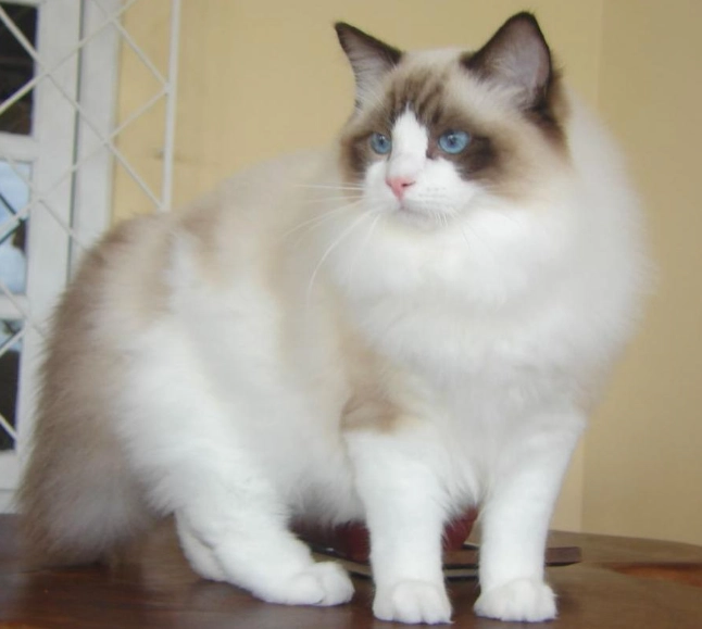 布偶貓養法全攻略：從飲食到護理，新手必看指南