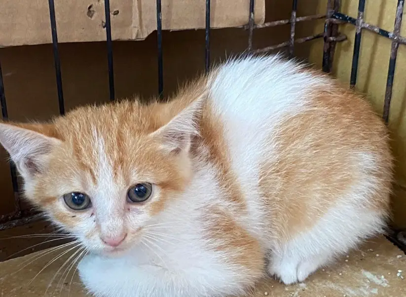 貓大便健康圖鑑